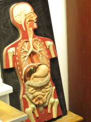Modell der Bauchhöhle